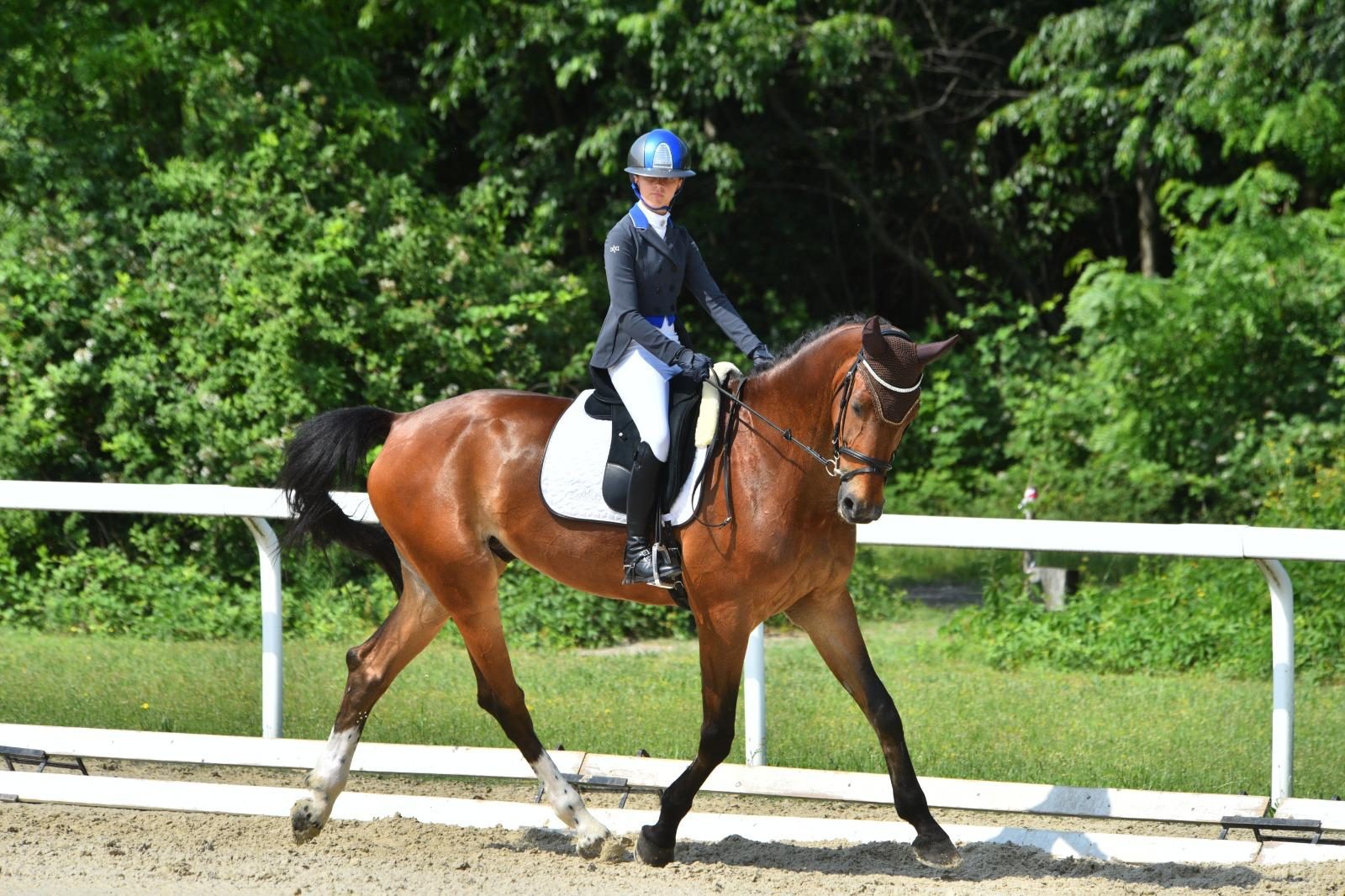 Ripresa di dressage sul campo in sabbia